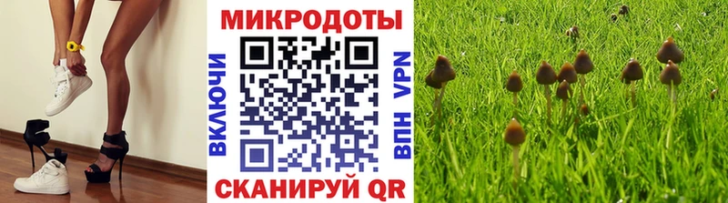 Псилоцибиновые грибы Psilocybe Болхов